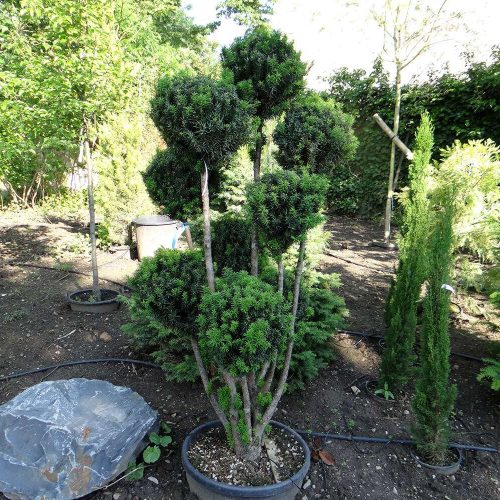 Taxus-Media-Hillii-Pompons