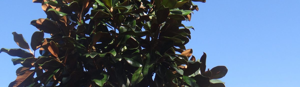 Magnolia Grandiflora Praecox sur tige